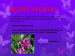 Els vegetals són éssers pluricel·lulars que tenen unes
característiques particulars que els diferencien de la resta
dels éssers vius:

- Estan arrelats al sòl.

- Són autòtrofs: tenen la capacitat de fabricar els
  propis nutrients per mitjà de la fotosíntesi.



                                           EXEMPLE
 