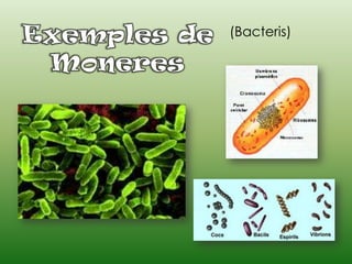 (Bacteris)
 