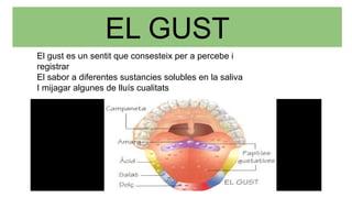 Els 5 sentits | PDF