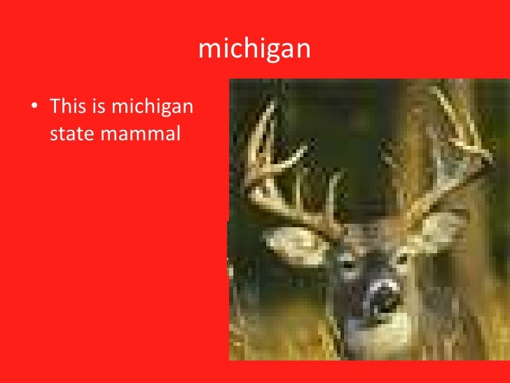 Elsa Michigan