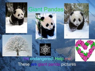 Giant Pandas




  I’m endangered! Help me!
These are giant panda pictures.
 