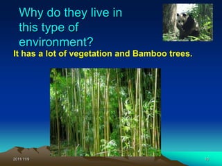 Why do they live in
   this type of
   environment?
It has a lot of vegetation and Bamboo trees.




2011/11/9                                      10
 
