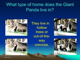 What type of home does the Giant
           Panda live in?

             They live in
                 hollow
                trees or
              out-of-the-
                  way
               crevices.


2011/11/9                            11
 