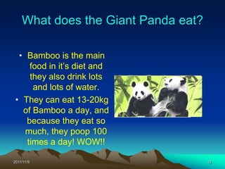 What does the Giant Panda eat?

  • Bamboo is the main
     food in it’s diet and
     they also drink lots
      and lots of water.
 • They can eat 13-20kg
   of Bamboo a day, and
    because they eat so
    much, they poop 100
    times a day! WOW!!

2011/11/9                            12
 