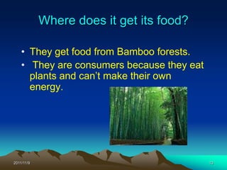 Where does it get its food?

    • They get food from Bamboo forests.
    • They are consumers because they eat
      plants and can’t make their own
      energy.




2011/11/9                                   13
 