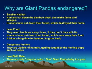 Why are Giant Pandas endangered?
• Smaller Habitat
• Humans cut down the bamboo trees, and make farms and
  villages.
• Humans have cut down their forest, which destroyed their home.

•    Less Food
•    They need bamboos every times, if they don’t they will die.
•    Humans have cut down their forest, which took away their food.
•    It takes a long time for bamboo to grow back.

• Dangerous hunters
• They are victims of hunters, getting caught by the hunting traps
  such as dears.

• Low Birth Rate
• There are only 5 days to make “ One” Giant Panda baby in a year.

    2011/11/9                                                         14
 