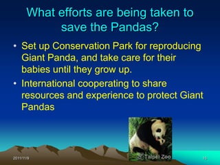 What efforts are being taken to
            save the Pandas?
• Set up Conservation Park for reproducing
  Giant Panda, and take care for their
  babies until they grow up.
• International cooperating to share
  resources and experience to protect Giant
  Pandas




2011/11/9                                 15
 