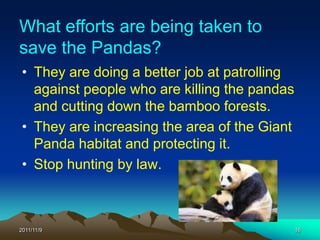 What efforts are being taken to
save the Pandas?
 • They are doing a better job at patrolling
   against people who are killing the pandas
   and cutting down the bamboo forests.
 • They are increasing the area of the Giant
   Panda habitat and protecting it.
 • Stop hunting by law.



2011/11/9                                      16
 
