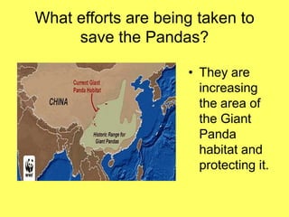 What efforts are being taken to
     save the Pandas?

                     • They are
                       increasing
                       the area of
                       the Giant
                       Panda
                       habitat and
                       protecting it.
 