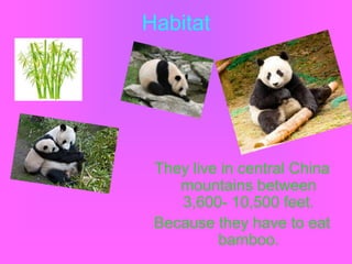 Habitat




 They live in central China
    mountains between
    3,600- 10,500 feet.
 Because they have to eat
          bamboo.
 