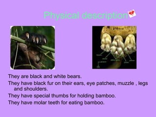 Physical description




They are black and white bears.
They have black fur on their ears, eye patches, muzzle , legs
  and shoulders.
They have special thumbs for holding bamboo.
They have molar teeth for eating bamboo.
 
