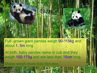 Size



Full- grown giant pandas weigh 90-115kg and
about 1. 5m long.
At birth, baby pandas name is cub and they
weigh 100-175g and are less than 15cm long.
Males weigh more than females.
 
