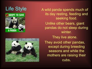 Life Style   A wild panda spends much of
               its day resting, feeding and
                      seeking food.
               Unlike other bears, giant
               pandas do not sleep during
                          winter.
                    They live alone.
               They avoid other pandas,
                  except during breeding
                  seasons and while the
                 mothers are raising their
                           cubs.
 
