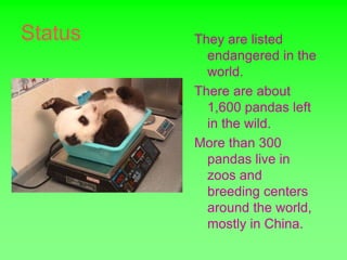 Status   They are listed
           endangered in the
           world.
         There are about
           1,600 pandas left
           in the wild.
         More than 300
           pandas live in
           zoos and
           breeding centers
           around the world,
           mostly in China.
 