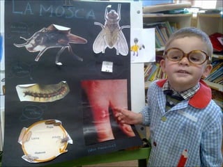 El sabio de los insectos