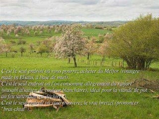 C'est le seul endroit où vous pourrez acheter du Melfor (vinaigre made in Elsass, à base de miel).  C'est le seul endroit où l'on consomme allègrement du raifort (wasabi alsacien de couleur blanchâtre), idéal pour la viande de pot au feu (attention, ça déchire !). C'est le seul endroit où vous trouverez le vrai bretzel (prononcer "brat-chtal"). 