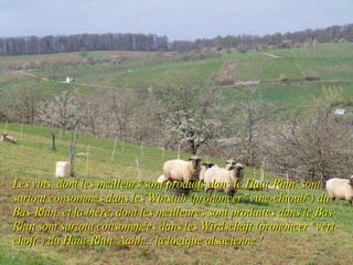 Les vins, dont les meilleurs sont produits dans le Haut-Rhin, sont surtout consommés dans les Winstub (prononcer "vine-chtoub") du Bas-Rhin, et la bière, dont les meilleures sont produites dans le Bas-Rhin sont surtout consommées dans les Wirdschaft (prononcer "vért-choft") du Haut-Rhin. Aahh... la logique alsacienne ! 