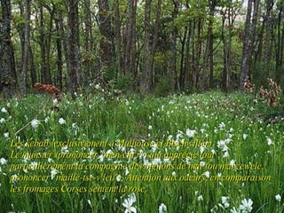Les kebab (exclusivement à Mulhouse et Bischwiller)  Le munster (prononcer "mén-cht'r") qui apprécie tout particulièrement la compagnie des oignons de mai (ou mai zewele, prononcer "maille-tsé-v'leu"). Attention aux odeurs, en comparaison les fromages Corses sentent la rose. 