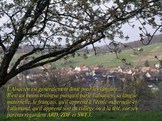 L'Alsacien est généralement doué pour les langues... Il est au moins trilingue puisqu'il parle l'alsacien, sa langue maternelle, le français, qu'il apprend à l'école maternelle et  l'allemand, qu'il apprend soit au collège ou à la télé, car ses parents regardent ARD, ZDF et SWF3. 