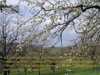Les principales villes sont : Strasbourg au nord (prononcer "chtrooosss-boûri"), capitale de l'Europe (mais certainement pas de l'Alsace !!!), Colmar au centre (prononcer "col-m'r") et Mulhouse au sud, (prononcer "Méluuu-ceu"). 