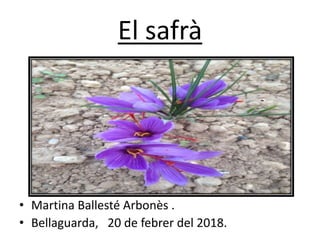 El safrà
• Martina Ballesté Arbonès .
• Bellaguarda, 20 de febrer del 2018.
 