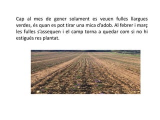 Cap al mes de gener solament es veuen fulles llargues
verdes, és quan es pot tirar una mica d’adob. Al febrer i març
les fulles s’assequen i el camp torna a quedar com si no hi
estigués res plantat.
 