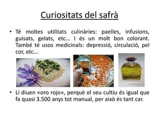 Curiositats del safrà
• Té moltes utilitats culinàries: paelles, infusions,
guisats, gelats, etc... I és un molt bon colorant.
També té usos medicinals: depressió, circulació, pel
cor, etc...
• Li diuen «oro rojo», perquè el seu cultiu és igual que
fa quasi 3.500 anys tot manual, per això és tant car.
 