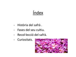 Índex
- Història del safrà .
- Fases del seu cultiu.
- Recol·lecció del safrà.
- Curiositats.
 
