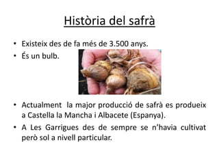 Història del safrà
• Existeix des de fa més de 3.500 anys.
• És un bulb.
• Actualment la major producció de safrà es produeix
a Castella la Mancha i Albacete (Espanya).
• A Les Garrigues des de sempre se n’havia cultivat
però sol a nivell particular.
 