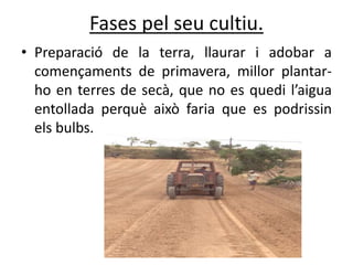 Fases pel seu cultiu.
• Preparació de la terra, llaurar i adobar a
començaments de primavera, millor plantar-
ho en terres de secà, que no es quedi l’aigua
entollada perquè això faria que es podrissin
els bulbs.
 