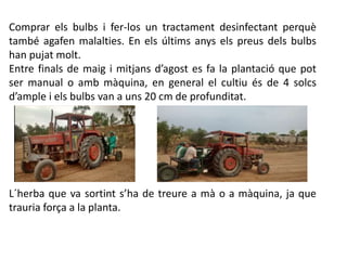 Comprar els bulbs i fer-los un tractament desinfectant perquè
també agafen malalties. En els últims anys els preus dels bulbs
han pujat molt.
Entre finals de maig i mitjans d’agost es fa la plantació que pot
ser manual o amb màquina, en general el cultiu és de 4 solcs
d’ample i els bulbs van a uns 20 cm de profunditat.
L´herba que va sortint s’ha de treure a mà o a màquina, ja que
trauria força a la planta.
 