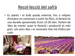 Recol·lecció del safrà
• Es planta i el bulb queda enterrat, fins a mitjans
d’octubre no comencen a sortir les flors, la floració té
una durada aproximada d’uns 15-20 dies. Parlem de
‘dies de manto’ quan la floració i producció és més
gran, són pocs dies i es necessita més mà d’obra per
collir.
 