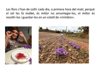 Les flors s’han de collir cada dia, a primera hora del matí, perquè
el sol les fa malbé, és millor no amuntegar-les, el millor és
recollir-les i guardar-les en un cistell de «mimbre».
 