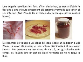 Una vegada recollides les flors, s’han d’esbrinar, es tracta d’obrir la
flor una a una i treure únicament els estigmes vermells que tenen al
seu interior. (Això s’ha de fer el mateix dia, sense que passin moltes
hores ).
Els estigmes es fiquen a un sedàs de seda, sobre un radiador a uns
20cm. La calor els asseca, el seu volum disminueix i el seu color
canvia. Les guardem en una capsa de cartró, per guardar-les més
temps les fiquem dins un pot de vidre hermètic on no hi toqui la
llum.
 