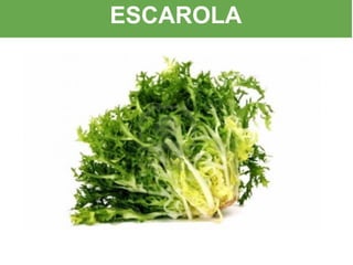 ESCAROLA
 