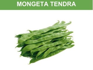 MONGETA TENDRA
 