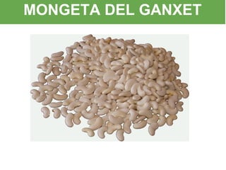 MONGETA DEL GANXET
 
