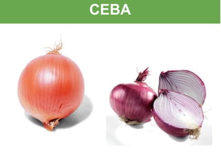 CEBA
 