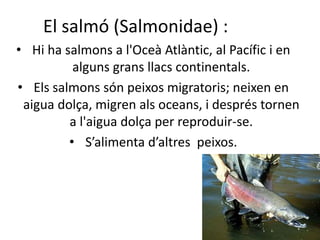 El salmó (Salmonidae) :
• Hi ha salmons a l'Oceà Atlàntic, al Pacífic i en
alguns grans llacs continentals.
• Els salmons són peixos migratoris; neixen en
aigua dolça, migren als oceans, i després tornen
a l'aigua dolça per reproduir-se.
• S’alimenta d’altres peixos.
 