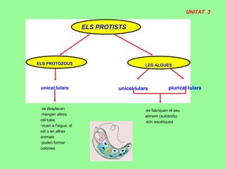 ELS PROTISTS
LES ALGUESELS PROTOZOUS
unicel·lulars pluricel·lularsunicel·lulars
·se desplacen
·mengen altres
cèl·lules
·viuen a l'aigua, al
sòl o en altres
animals
·poden formar
colònies
·es fabriquen el seu
aliment (autòtrofs)
·són aquàtiques
UNITAT 3
 