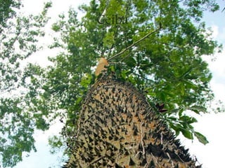 Ceiba
 