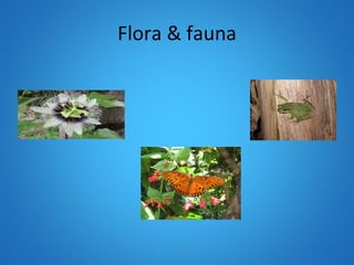 Flora & fauna 