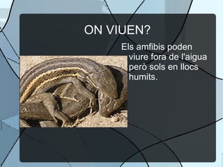 ON VIUEN? Els amfibis poden viure fora de l'aigua però sols en llocs humits. 