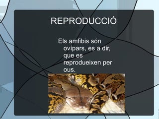 REPRODUCCIÓ Els amfibis són ovípars, es a dir, que es reprodueixen per ous. 