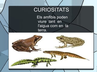 CURIOSITATS Els amfibis poden viure  tant  en l'aigua com en  la terra. 