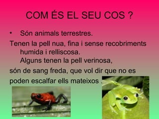 COM ÉS EL SEU COS ?
• Són animals terrestres.
Tenen la pell nua, fina i sense recobriments
humida i relliscosa.
Alguns tenen la pell verinosa,
són de sang freda, que vol dir que no es
poden escalfar ells mateixos .
 