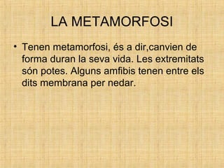 LA METAMORFOSI
• Tenen metamorfosi, és a dir,canvien de
forma duran la seva vida. Les extremitats
són potes. Alguns amfibis tenen entre els
dits membrana per nedar.
 
