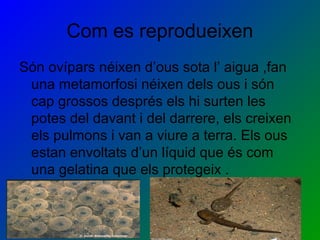 Com es reprodueixen
Són ovípars néixen d’ous sota l’ aigua ,fan
una metamorfosi néixen dels ous i són
cap grossos després els hi surten les
potes del davant i del darrere, els creixen
els pulmons i van a viure a terra. Els ous
estan envoltats d’un líquid que és com
una gelatina que els protegeix .
 