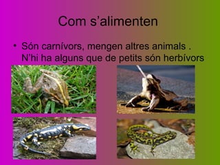 Com s’alimenten
• Són carnívors, mengen altres animals .
N’hi ha alguns que de petits són herbívors
.
 