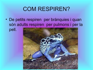 COM RESPIREN?
• De petits respiren per brànquies i quan
són adults respiren per pulmons i per la
pell.
 